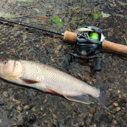 夏の風物詩「ハス」